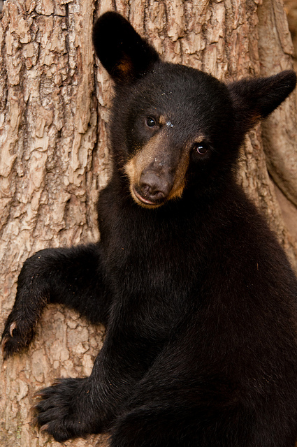 Cute Cub in a Tree - Rick Cannon