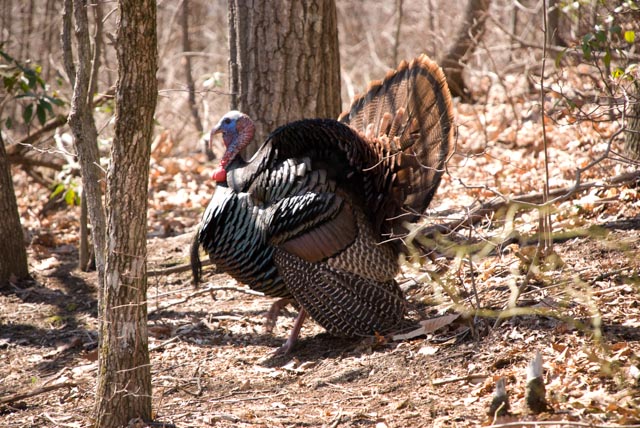 Struttin' His Stuff - Janice L. Edens