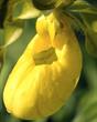 Yellow Lady Slipper - George Matthews