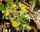 Barren Strawberry - Don Wells